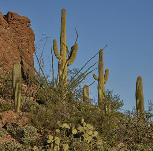 Saguaro Cacti Pepper a Hillside Outside Tucson, Arizona I Art Print