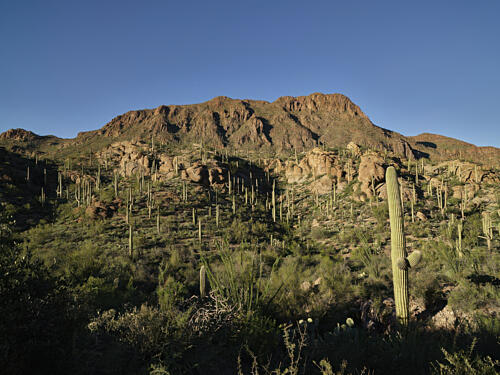 Saguaro Cacti Pepper a Hillside Outside Tucson, Arizona III Art Print