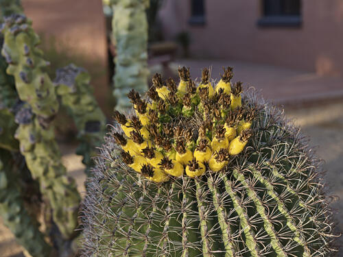 A Cactus Blooms in a Courtyard of the White Stallion Ranch, Tucson, Arizona Art Print