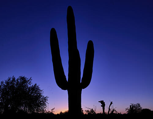 A Saguaro Cactus at Dusk in the Garden of the White Stallion Ranch, Tucson, Arizona Art Print