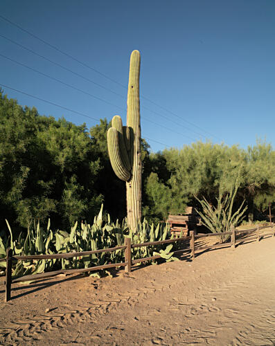 Saguaro Cactus at the White Stallion Ranch, Tucson, Arizona Art Print