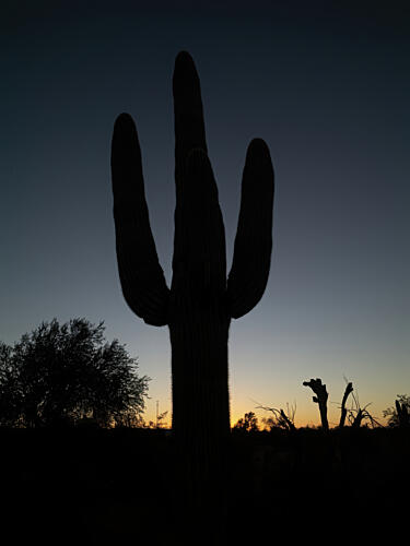 Silhouetted Saguaro Cactus at Sunset at the White Stallion Ranch, Tucson, Arizona Art Print