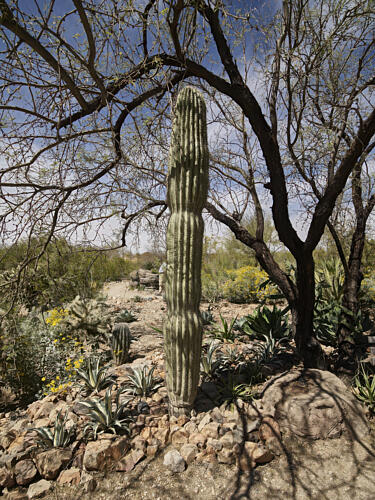 Scene in the Arizona-Sonora Desert Museum Outside Tucson, Arizona I Art Print