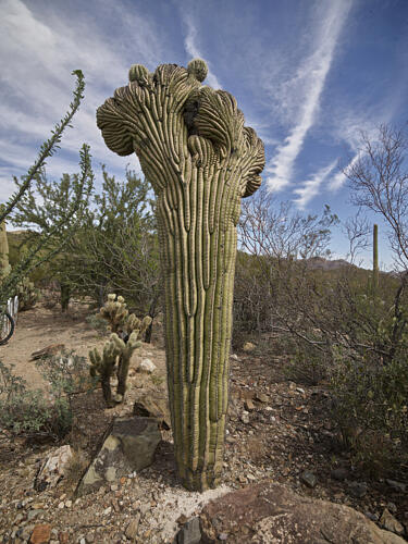 Scene in the Arizona-Sonora Desert Museum Outside Tucson, Arizona III Art Print