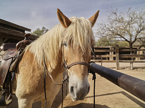 Handsome Horse at Old Tucson, a Movie Studio and Theme Park, Tucson, Arizona Art Print