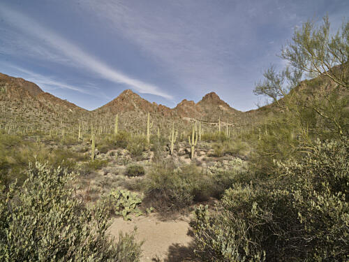 Saguaro Cacti in the Tucson Mountain Park Outside Tucson, Arizona Art Print