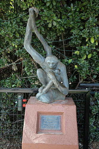 Sculpture of a White-Handed Gibbon at the Reid Park Zoo in Tucson, Arizona Art Print