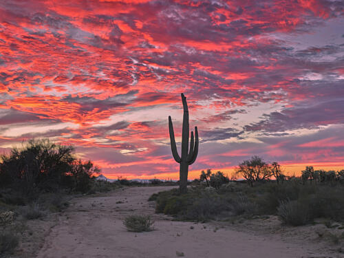 A Saguaro Cactus in the Sonoran Desert, Near Marana, North of Tucson, Arizona Art Print