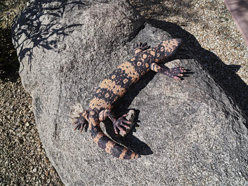 Life-Sized, but Not Actual, Gila Monster in Wickenburg, Arizona Art Print