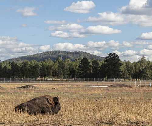 A Contented Buffalo or American Bison at Bearizona, Williams, Arizona Art Print