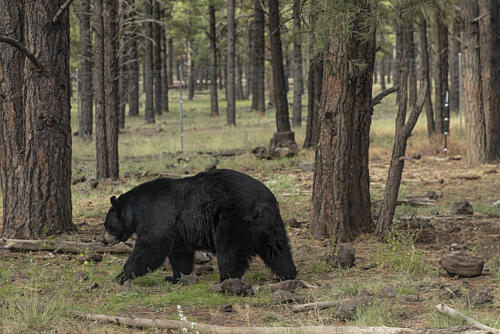 Black Bear on the Move at Bearizona, Williams, Arizona Art Print