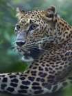 Leopard Art Print