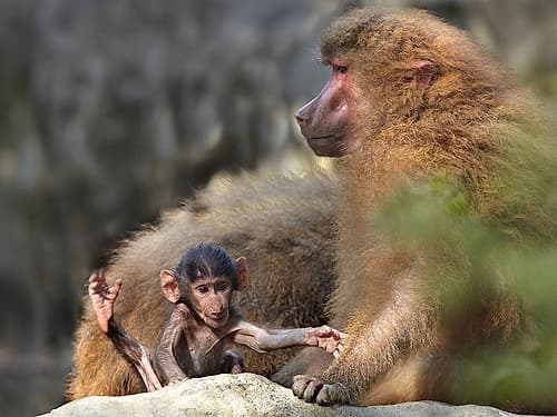 Hamadryas baboon with baby Animaux reproduction