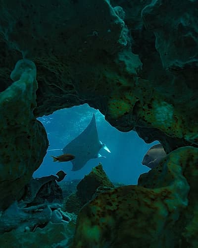 Reef manta ray-Penida Island-Indonesia Art Print