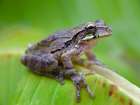Baudins smilisca tree frog Art Print
