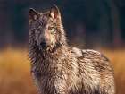 Gray wolf Art Print
