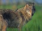 Gray wolf in marsh Art Print