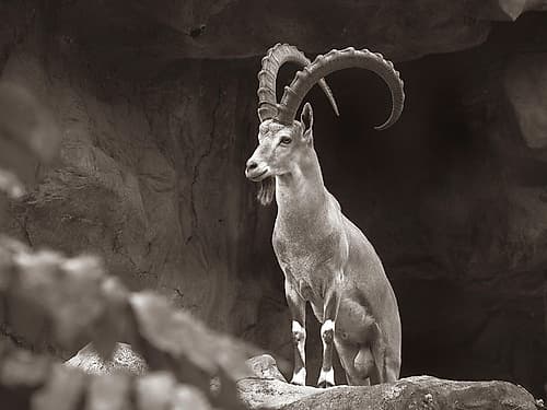 Nubian Ibex Sepia Art Print
