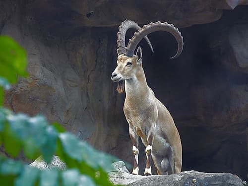 Nubian Ibex Art Print