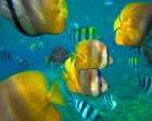 Blacklip Butterflyfish-Parrotfish-Sergeant Major Fish-Negros Oriental-Philippines Art Print