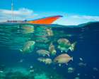 Rudder fish-Negros Oriental-Philippines Art Print