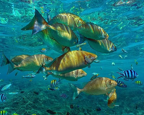 Rudder fish-Negros Oriental-Philippines Art Print