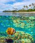 Coral and butterfly fish at Cadlao Island-Palawan-Philippines Art Print