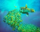 Puffer fish and yellow snapper-Miniloc Island-Palawan-Philippines Art Print