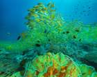 Yellow snapper school above coral-Miniloc Island-Palawan-Philippines Art Print