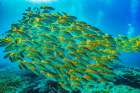 Yellow snapper school-Miniloc Island-Palawan-Philippines Art Print