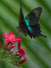 Papilio pranthus butterfly-Indonesia Art Print