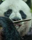 Panda eating bamboo Art Print