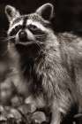 Raccoon Sepia Art Print