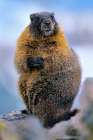 Yellow-bellied marmot Art Print