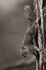 Red Squirrel on trunk Sepia Art Print