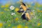 Red Fox in Wildflowers Art Print