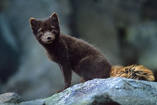 Arctic Fox on Rock Art Print