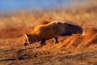 Red Fox Stalking Art Print