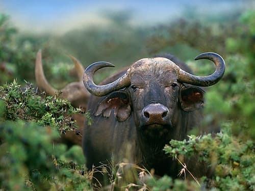 African buffalo Art Print by Tim Fitzharris