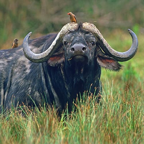 African buffalo with oxpeckers Art Print by Tim Fitzharris
