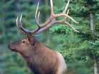 Elk Art Print