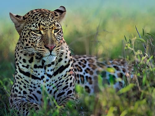 Leopard-Kenya Art Print