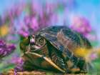 Three-toed box turtle Art Print