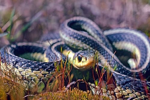 Common Garter snake Art Print