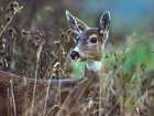 Mule Deer Art Print