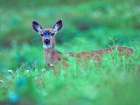 Mule Deer Art Print