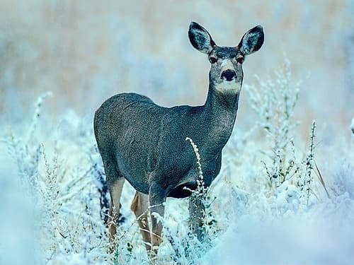 Mule Deer Art Print