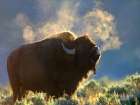 Bison Art Print