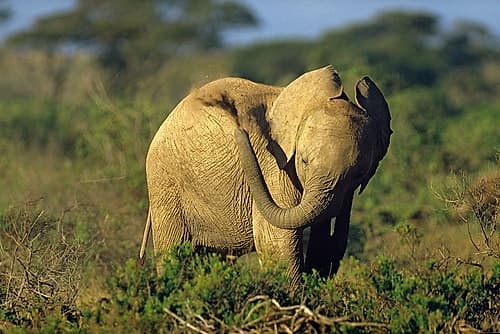 African elephant young dust bathing-Masai Mara Reserve-Kenya Art Print by Tim Fitzharris
