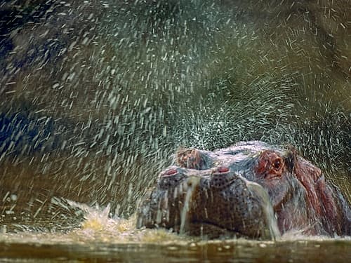 Hippo spluttering Mara River-Kenya Animaux reproduction